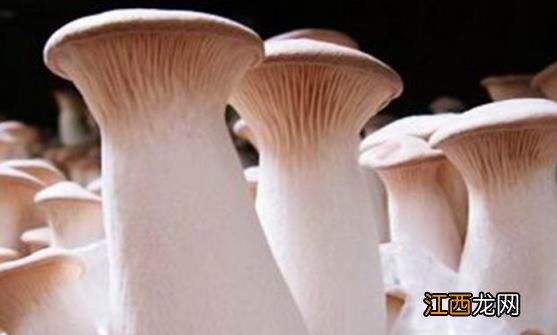 了解吃杏鲍菇的好处 吃杏鲍菇的注意事项