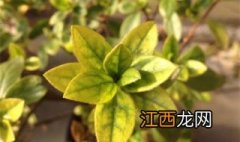 栀子花叶子发黄怎么办