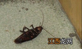 为什么蟑螂死的时候要四脚朝天?