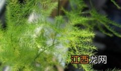 文竹叶子黄了怎么办