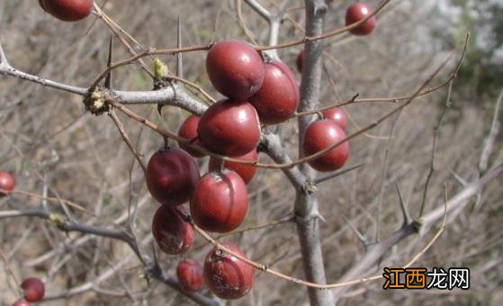 野生酸枣的6种功效与作用 酸枣的做法大全