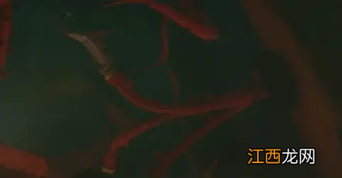 深岩银河藤络树洞有什么特色植物 藤络树洞特色分享