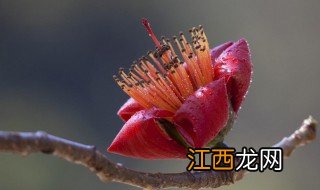 木棉花酱怎么做 制作木棉花酱的方法