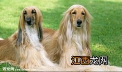 阿富汗猎犬拉肚子怎么办