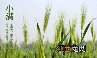 小满吃什么传统食物? 小满吃哪些传统食物