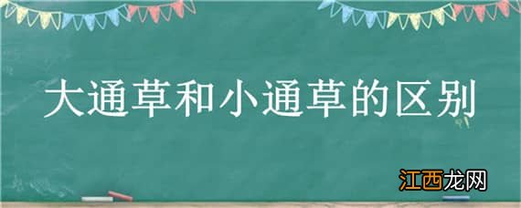 大通草和小通草的区别 大通草和小通草的区别图片