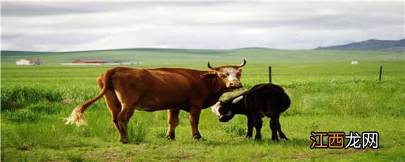 牛身上有虱子用什么药安全即使牛舔食也安全 牛身上有虱子用什么药