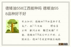 德矮油558江西能种吗 德矮油558品种好不好