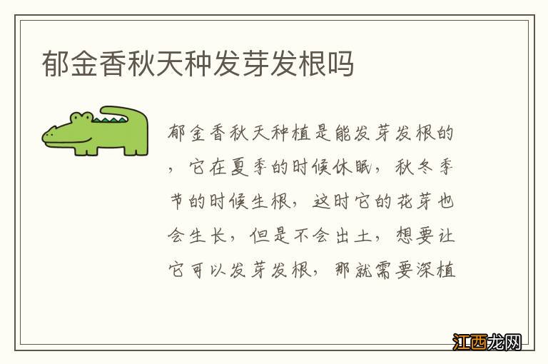 郁金香秋天种发芽发根吗