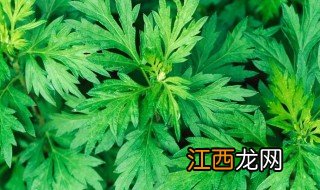 端午节挂艾草的功效和作用 端午节怎么挂艾草最好