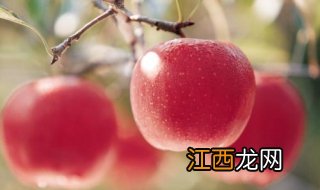 野苹果与普通苹果的差别？具体内容总结如下