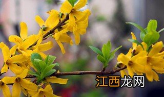 连翘花泡水的功效与作用 连翘花泡水有什么好处