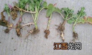 油菜籽根的作用与功效 油菜籽根的好处介绍