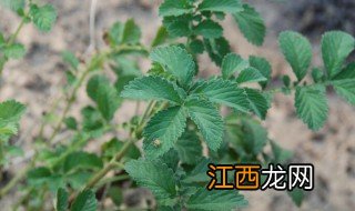 仙鹤草的功效与作用及禁忌 仙鹤草的功效与作用及禁忌有哪些