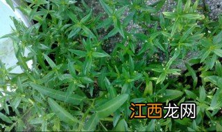 蛇泡草煮水有什么功效 蛇泡草煮水有哪些功效