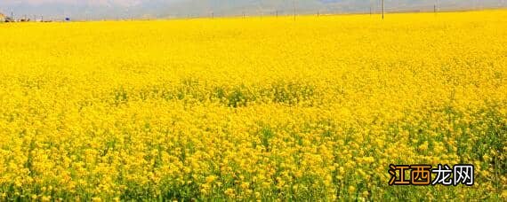 油菜的生长过程 油菜的生长过程及特点