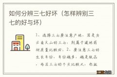 怎样辨别三七的好与坏 如何分辨三七好坏