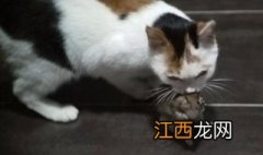 猫为什么要吃老鼠？