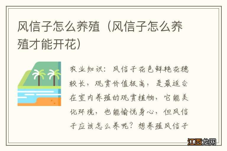 风信子怎么养殖才能开花 风信子怎么养殖