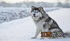 阿拉斯加雪橇犬和哈士奇的区别