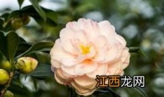 茶花的养殖方法和注意事项