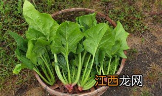 菠菜饼干的最简单制作方法 菠菜饼干的做法