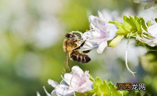 被蜜蜂蛰伤怎么办用什么药 被蜜蜂蛰伤怎么办