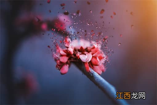 巨魔芋是什么？能吃吗？多久开一次花？