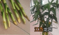 富贵竹叶子黄了怎么办