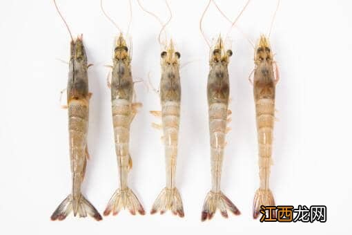 基围虾多少钱一斤市场价2022?40一斤贵吗?附各地今日价格!