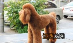 贵宾犬和泰迪的区别