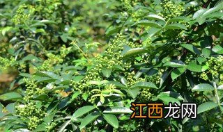 新鲜花椒怎么长期保鲜 新鲜花椒怎么长期保鲜存放