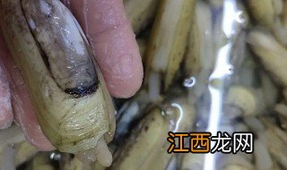 新鲜指甲螺怎么保鲜的 新鲜指甲螺怎么保鲜