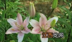 食用百合和百合花的区别