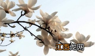 白玉兰如何移栽提高成活率