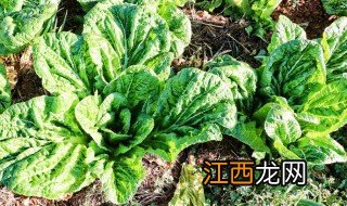 牛皮菜的禁忌与作用 牛皮菜的禁忌与作用是什么