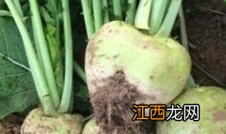 辣菜制作方法大全 辣菜怎么做好吃