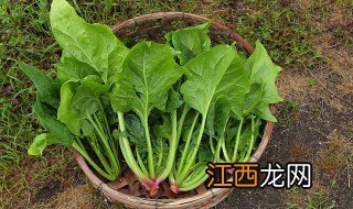 菠菜怎么保鲜不会黄 菠菜保鲜不会黄的做法