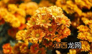 新鲜菊花可放冰箱保存多久 新鲜菊花可放冰箱保存