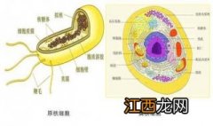 原核细胞和真核细胞的区别