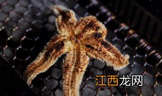 海星烧烤怎么做好吃 烤海星怎么吃