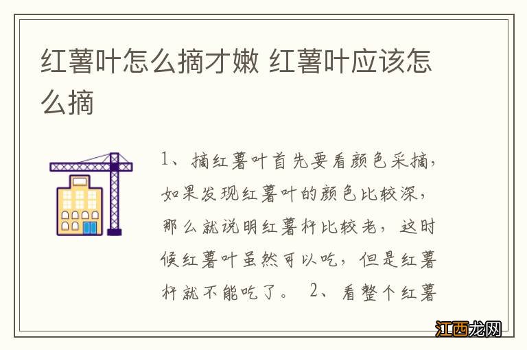 红薯叶怎么摘才嫩 红薯叶应该怎么摘