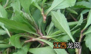 野菜种类有哪些 常见野菜种类汇总