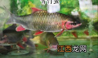 青竹鱼怎么做好吃 青竹鱼做法