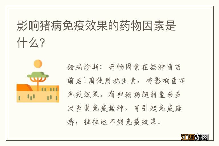 影响猪病免疫效果的药物因素是什么？