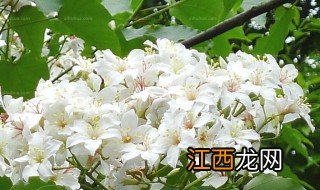 炒桐树花吃有什么营养价值 炒桐树花的营养价值有什么呢