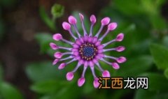 花卉微距拍摄技巧