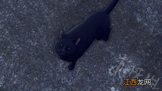 审判之眼死神的遗言地图中有哪些猫 游戏地图中猫一览