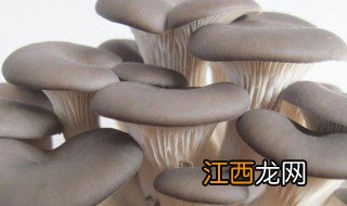 平菇的禁忌食物相克 平菇不能和什么食物同吃