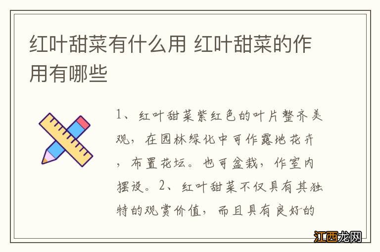 红叶甜菜有什么用 红叶甜菜的作用有哪些